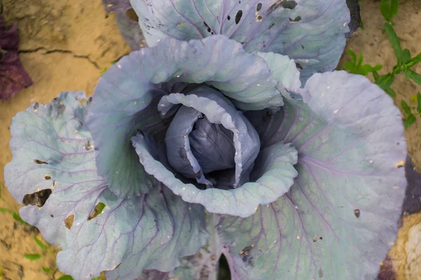 Fresh blue cabbage in the garden. — Stock Photo, Image