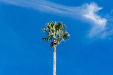 Avuç içi. Mavi gökyüzü palmiye ağacı. Yeşil palmiye yaprakları