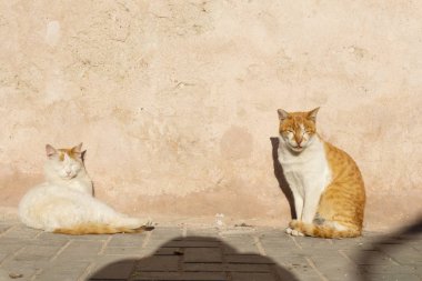 Renkli duvara yakın balıkçı limanı ve Medine Fas Marakeş ve Essaouira sokaklarında Sokak kedisi. Kartpostal, seyahat konsepti