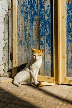Renkli duvara yakın balıkçı limanı ve Medine Fas Marakeş ve Essaouira sokaklarında Sokak kedisi. Kartpostal, seyahat konsepti