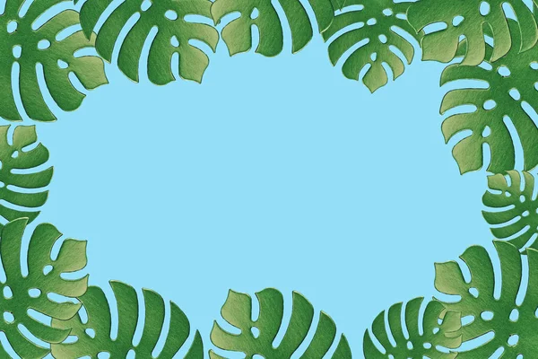 Colored monstera plant background. Monstera leaves on turquoise background. Summer minimal concept. Space for text