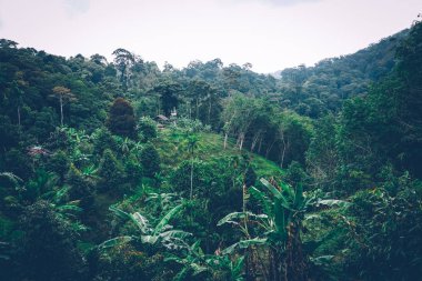 Tropikal orman. Tayland, Güneydoğu Asya. Tropikal yağmur ormanları. Muz palmiye ağaçları. Manzaralı.