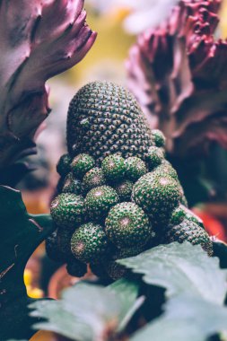 Kaktüs çiçeği arka plan kapatın. Doğa çöl kavramı.