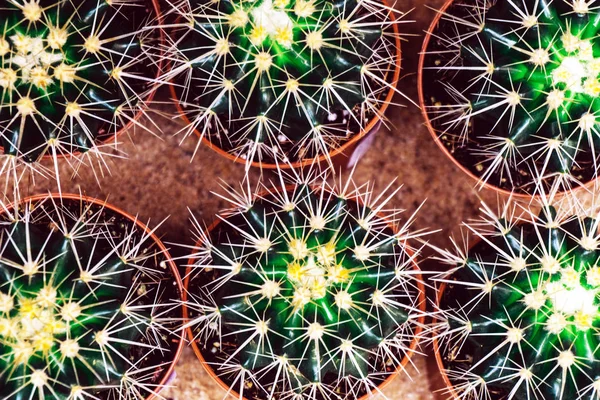 Fiore di cactus da vicino sfondo. Natura deserto concetto . — Foto Stock