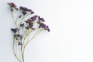 Bahar çiçekler kompozisyon. Pastel mavi arka plan müziği mor çiçekler