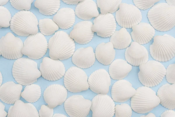 Composizione estiva con conchiglie bianche sul dorso blu brillante — Foto Stock