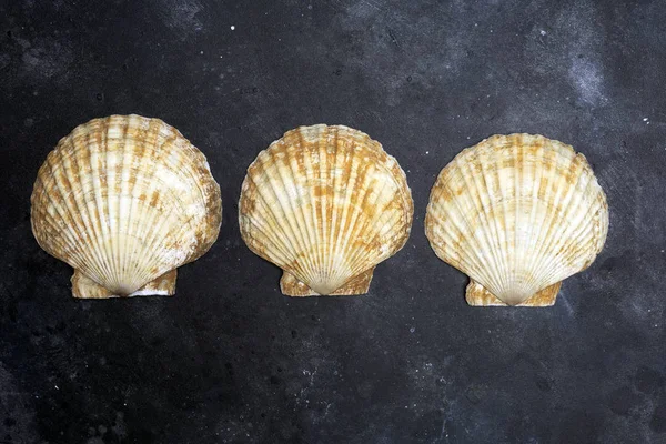 Seashells (concha oceânica) em um fundo escuro. A textura do mar — Fotografia de Stock