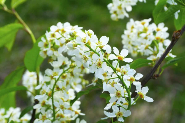 Blommande träd (körsbär, äpple, päron) på våren. Träd blommor CLO — Stockfoto