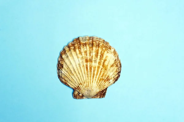 Κέλυφος ωκεανού (κοχύλι) απομονώνεται σε έγχρωμο φόντο. Κέλυφος Τεξ — Φωτογραφία Αρχείου