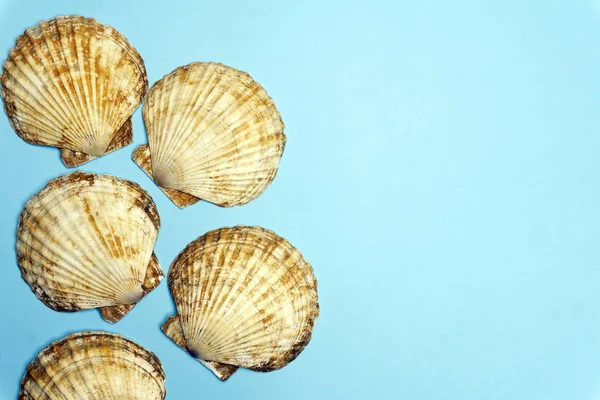 Ocean Shell (Seashell) isolerad på färgad bakgrund. Shell tex — Stockfoto