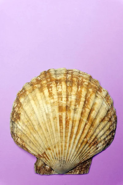 Океанська оболонка (мушлі), ізольована на кольоровому фоні. Shell TeX — стокове фото