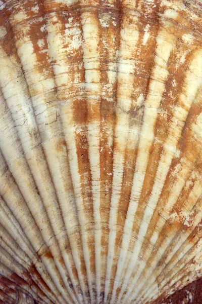 Muschel (Meeresmuschel oder Muschel) Textur aus nächster Nähe. naturbelassene — Stockfoto