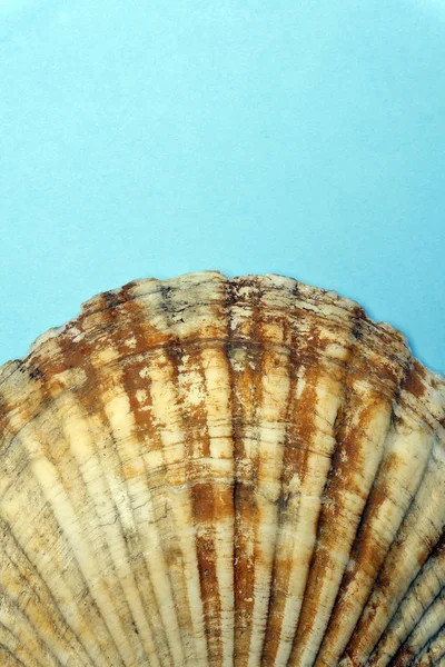 Ocean Shell (Seashell) isolerad på färgad bakgrund. Shell tex — Stockfoto