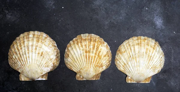 Seashells (concha oceânica) em um fundo escuro. A textura do mar — Fotografia de Stock