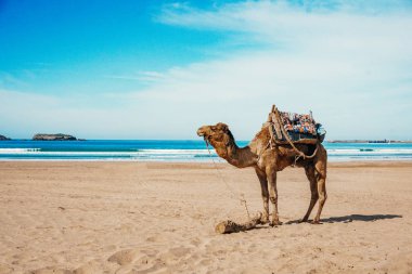 Güneşin altında deniz (okyanus) plajında Camel. Turizm con