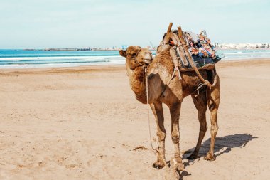 Güneşin altında deniz (okyanus) plajında Camel. Turizm con