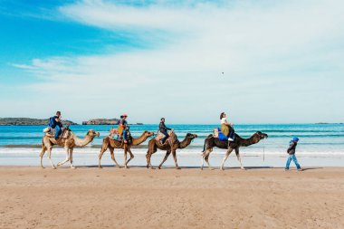 Sahilde deve üzerinde turistler. Fas Turizm, Cezayir, tu