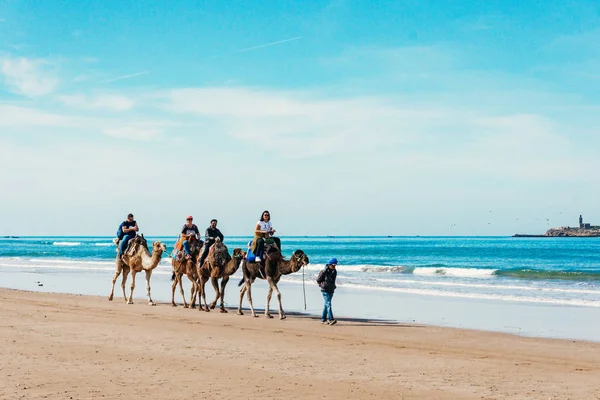 Sahilde deve üzerinde turistler. Fas Turizm, Cezayir, tu