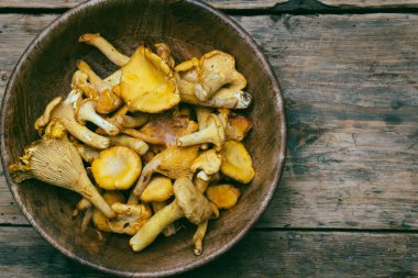 Ahşap bir arka plan üzerinde Chanterelle mantar. Çiğ mantar bir