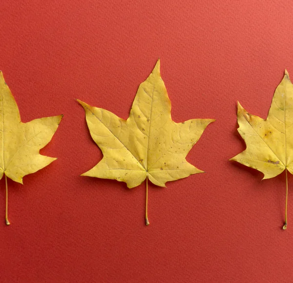 Fall background. Fall leaves on a red background