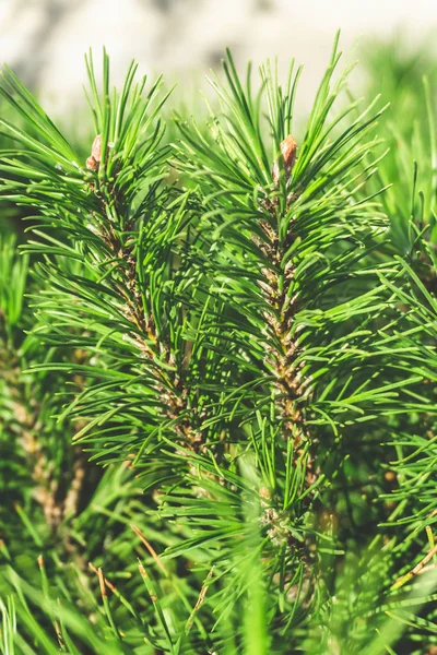 Branches of mountain pine. Green Pine Background