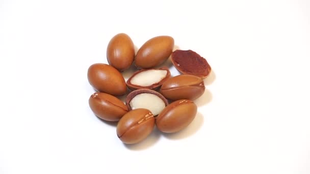 Biji Argan Pada Latar Belakang Putih Konsep Kosmetik Berbasis Minyak — Stok Video