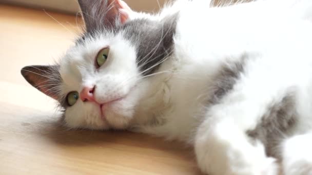 Sleepy Cat Lies Window Looks One Point Resting Relaxing Cat — Stock Video