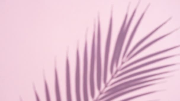 Sombra Hojas Tropicales Palmera Sobre Fondo Color Rosa Aislado Fondo — Vídeos de Stock