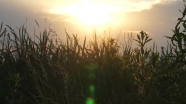 Gün batımında çayır. Bokeh 'te çayırlarda, çayırlarda ve çiçeklerde, gün doğumunda ya da günbatımında. Yazın doğanın güzelliği