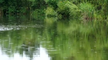 Göle yağmur yağıyor. Yağmurlu bir günde bir göl veya nehrin yüzeyine yağmur damlaları düşer. Rahatla meditasyon videosu