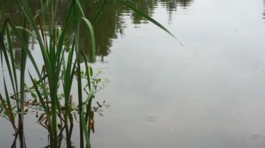 Göle yağmur yağıyor. Yağmurlu bir günde bir göl veya nehrin yüzeyine yağmur damlaları düşer. Rahatla meditasyon videosu