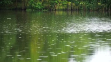 Göle yağmur yağıyor. Yağmurlu bir günde bir göl veya nehrin yüzeyine yağmur damlaları düşer. Rahatla meditasyon videosu