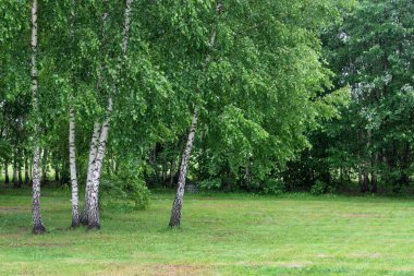 Yazın güneşli bir havada, ormanın kenarında genç yeşil huş ağaçları. Avrupa Ormanı