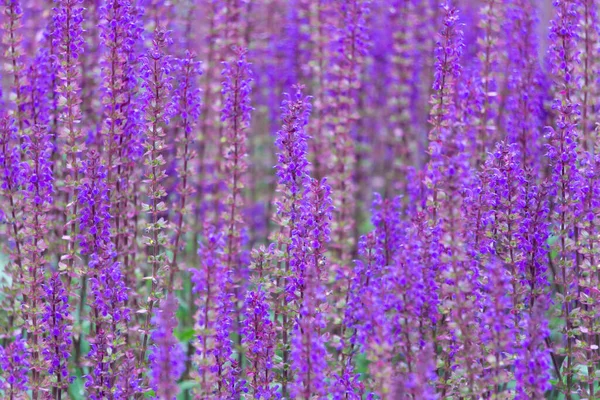 Фиолетовый Фон Полевых Цветов Летний Луг Полевые Цветы — стоковое фото