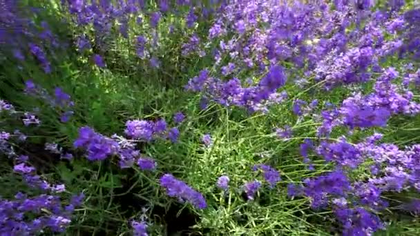 Lavanda Terreno Flores Lavanda Florescendo Campo Verão — Vídeo de Stock