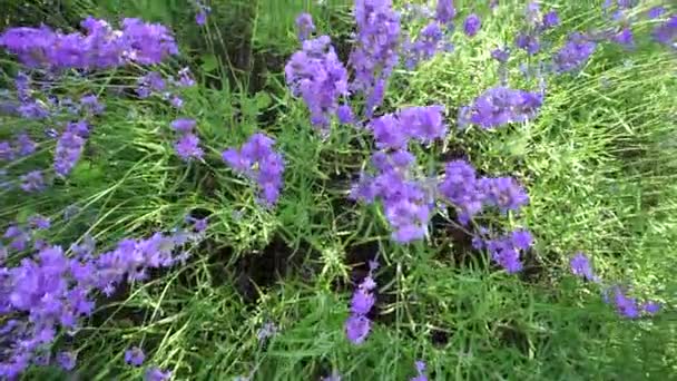 Lavender Lapangan Lavender Bunga Mekar Lapangan Musim Panas — Stok Video