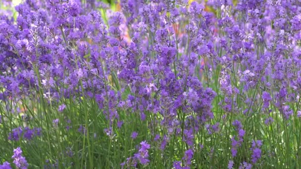 Lavender Field Lavender Flowers Blooming Field Summer — Stock Video
