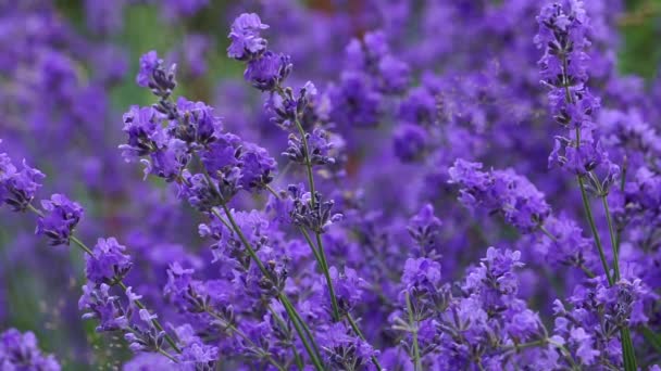 Lavanda Terreno Flores Lavanda Florescendo Campo Verão — Vídeo de Stock