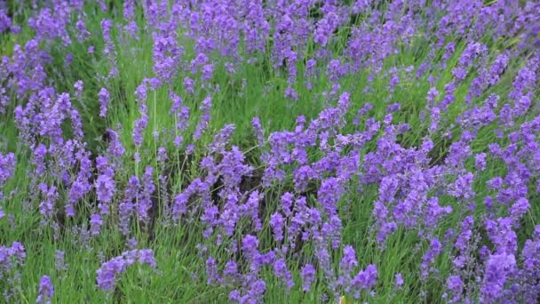 Lavender Lapangan Lavender Bunga Mekar Lapangan Musim Panas — Stok Video