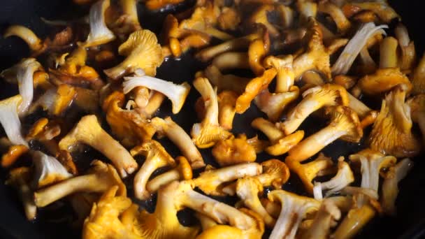 ハンタレル キノコはフライパンで揚げてある 野生のキノコ料理 家庭料理 — ストック動画