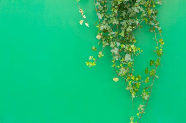 Tropikal bir bitkiyle renklendirilmiş arka plan. Yeşil arkaplan ve güneş ışığında yeşil sarmaşık. Boşluğu kopyala