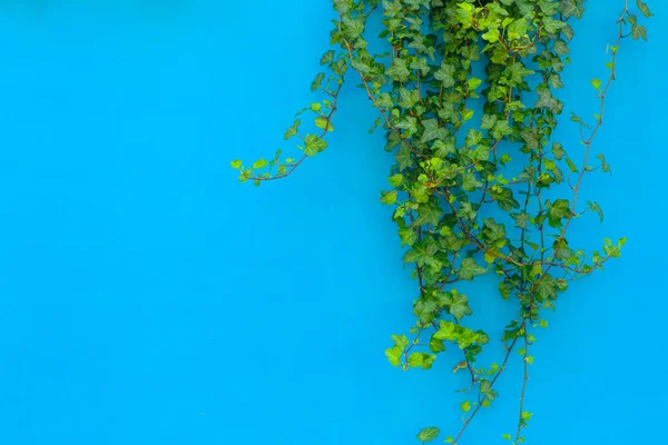 Barevné Pozadí Tropickou Džunglí Rostlin Modré Pozadí Zeleným Břečťanem Slunci — Stock fotografie