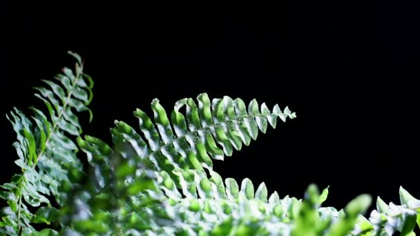 Blatt Auf Schwarzem Hintergrund Grünes Farnblatt Mit Struktur Und Muster — Stockvideo