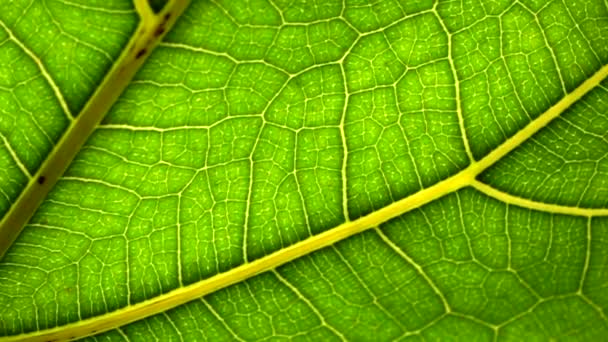 Blad Makro Bakgrund Grönt Blad Växt Eller Ett Träd Med — Stockvideo