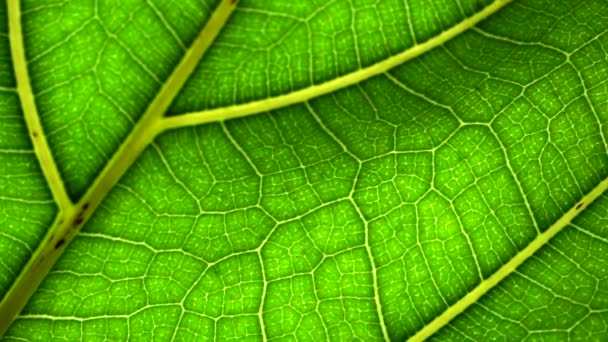 Folha Fundo Macro Folha Verde Uma Planta Árvore Com Textura — Vídeo de Stock