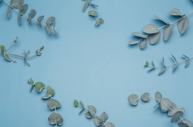 Okaliptüs arka planda kalır. Okaliptüs bitkilerinin yaprakları ve dalları mavi ve temiz bir arkaplanda. Spa, aromaterapi ve okaliptüs esaslı kozmetik.