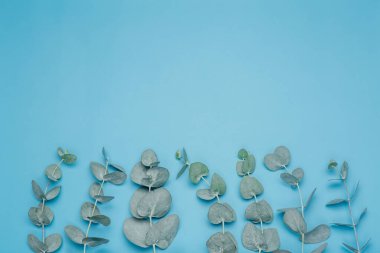 Okaliptüs arka planda kalır. Okaliptüs bitkilerinin yaprakları ve dalları mavi ve temiz bir arkaplanda. Spa, aromaterapi ve okaliptüs esaslı kozmetik.