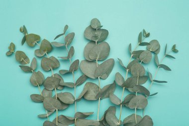 Okaliptüs arka planda kalır. Okaliptüs bitkilerinin yaprakları ve dalları yeşil ve temiz bir arkaplanda. Spa, aromaterapi ve okaliptüs esaslı kozmetik.