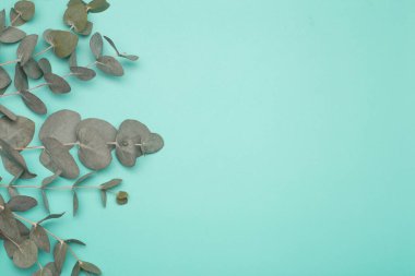 Okaliptüs arka planda kalır. Okaliptüs bitkilerinin yaprakları ve dalları yeşil ve temiz bir arkaplanda. Spa, aromaterapi ve okaliptüs esaslı kozmetik.