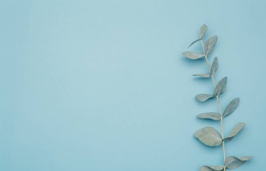 Okaliptüs arka planda kalır. Okaliptüs bitkilerinin yaprakları ve dalları mavi ve temiz bir arkaplanda. Spa, aromaterapi ve okaliptüs esaslı kozmetik.